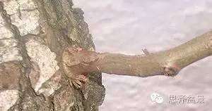 图解 盆景发芽嫁接技术之怎么打孔穿接