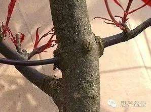 图解 盆景发芽嫁接技术之怎么打孔穿接