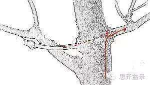 图解 盆景发芽嫁接技术之怎么打孔穿接