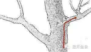 图解 盆景发芽嫁接技术之怎么打孔穿接