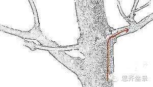 图解 盆景发芽嫁接技术之怎么打孔穿接