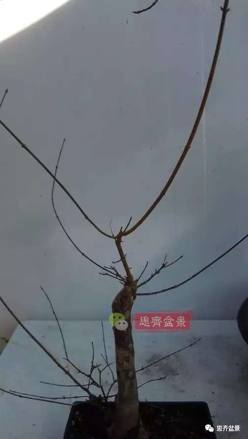 图解 盆景发芽嫁接技术之怎么打孔穿接