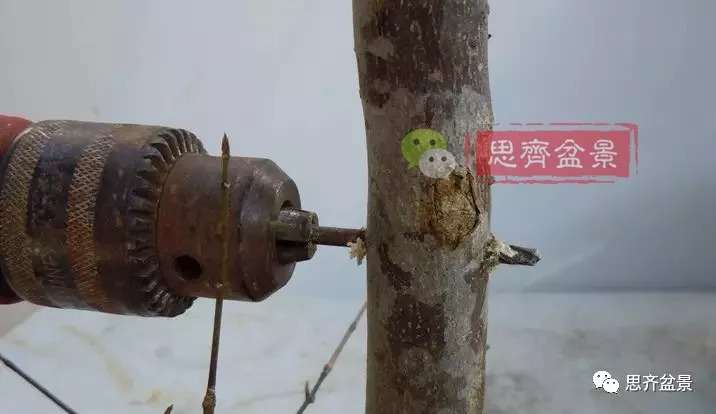 图解 盆景发芽嫁接技术之怎么打孔穿接