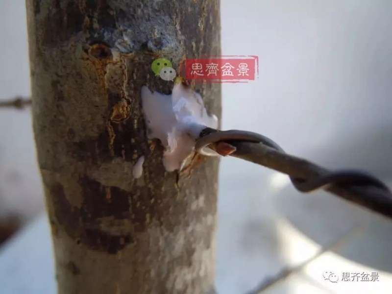 图解 盆景发芽嫁接技术之怎么打孔穿接