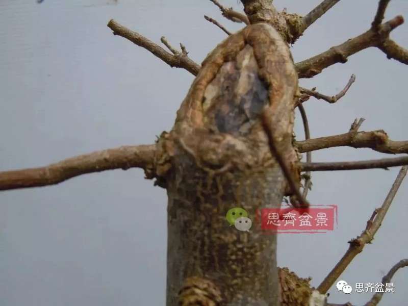 图解 盆景发芽嫁接技术之怎么打孔穿接