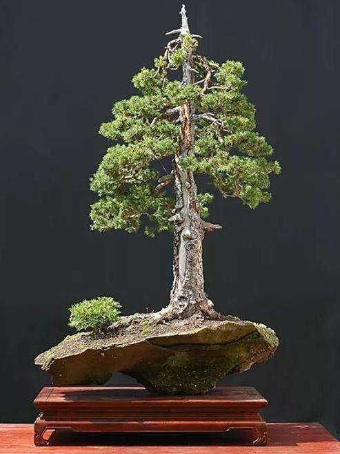 树木盆景怎么摘心摘叶的8个步骤