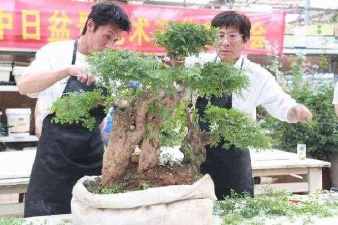 树木盆景怎么摘心摘叶的8个步骤