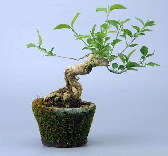 盆景怎么短截4个方法