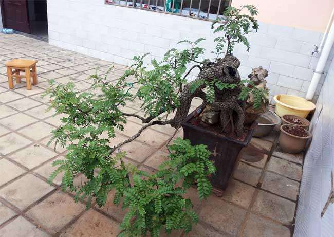 盆景怎么疏剪疏删的方法