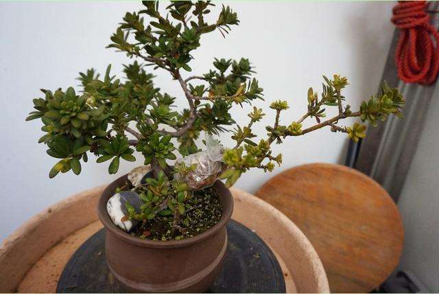 盆景怎么环状剥皮的4个方法