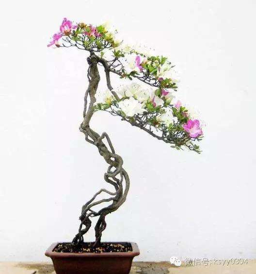 盆景怎么环状剥皮的4个方法