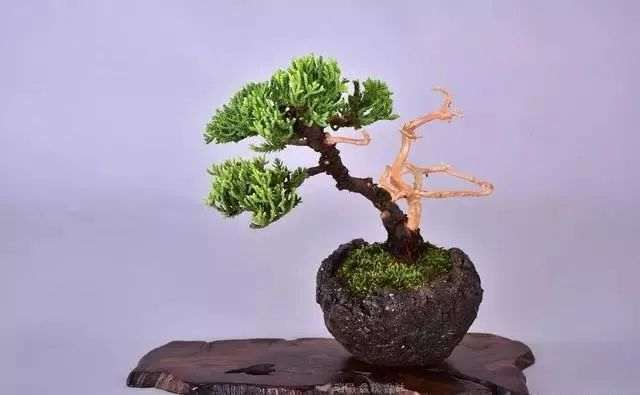 夏季盆景怎么浇水的时间和方法