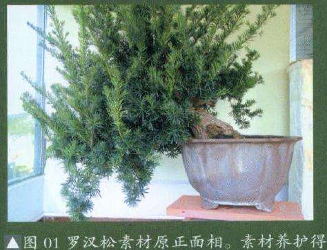图解 悬崖式罗汉松盆景怎么制作的方法