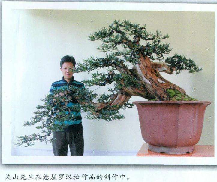 图解 悬崖式罗汉松盆景怎么制作的方法