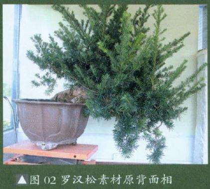罗汉松素材原背面相