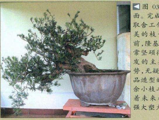 确定盆景的观赏面