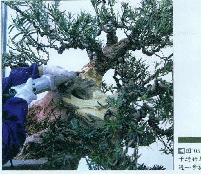 图解 悬崖式罗汉松盆景怎么制作的方法