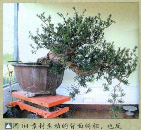 盆景素材生动的背面树相