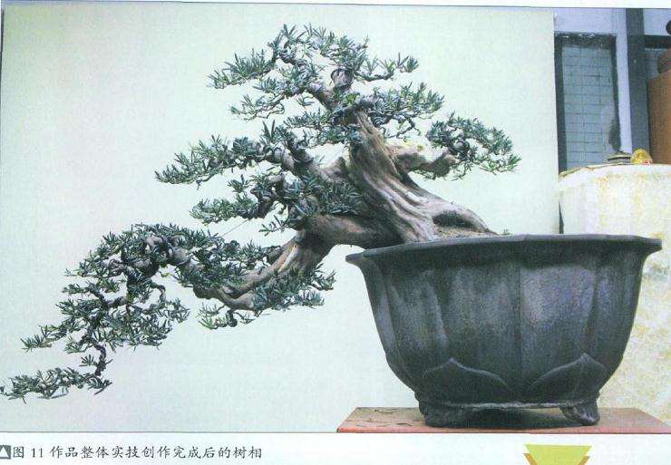 作品整体实技制作完成后的树相