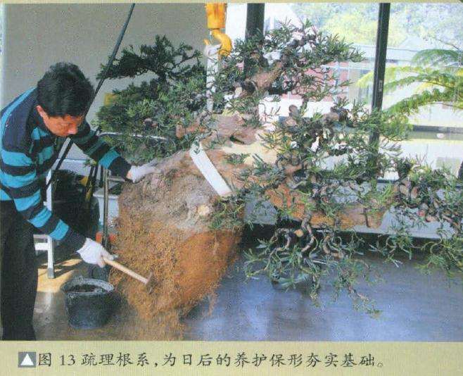 疏理盆景根系