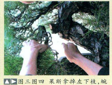 果断拿掉盆景左下枝