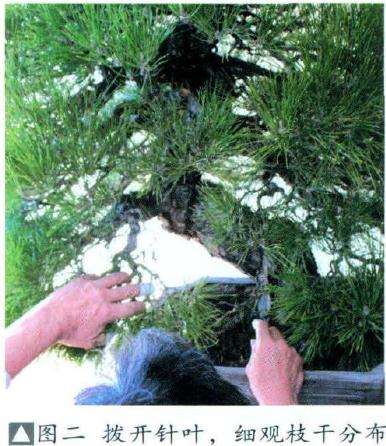 盆景细观枝干分布与走向