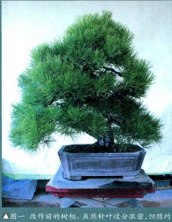 盆景制作前的树相