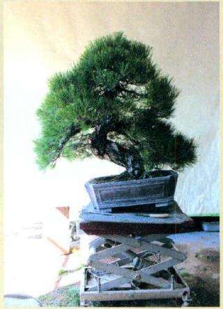 果断拿掉盆景左下枝