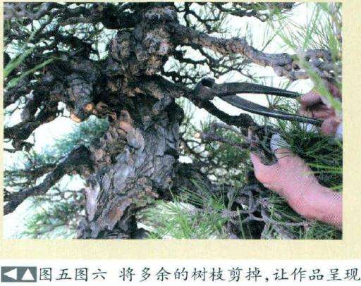 图解 日本人演示黑松盆景怎么制作的方法