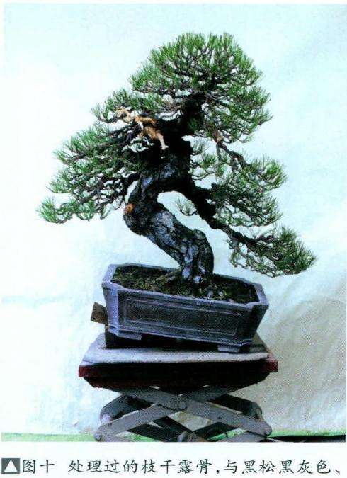 盆景枝干露骨