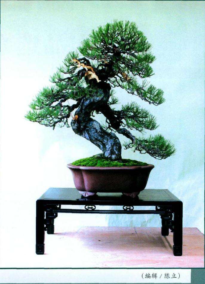 此盆景改作阶段圆满完成