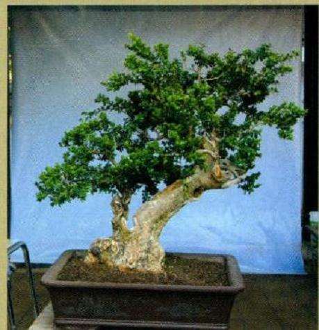 盆景要重新定势