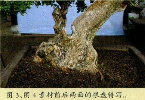 图解 一棵斜干黄杨盆景的制作过程