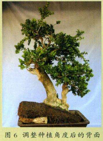 盆景调整种植角度后的背面效果