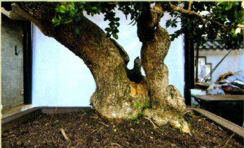 盆景素材前后两面的根盘特写