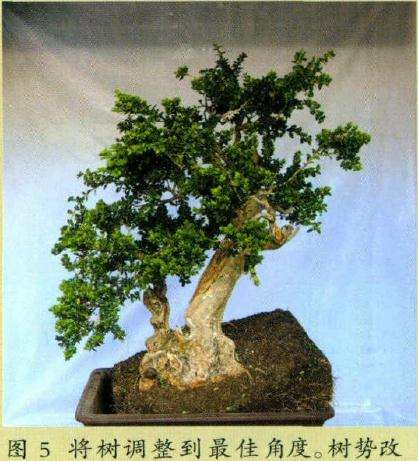 盆景两干搭配一高一低