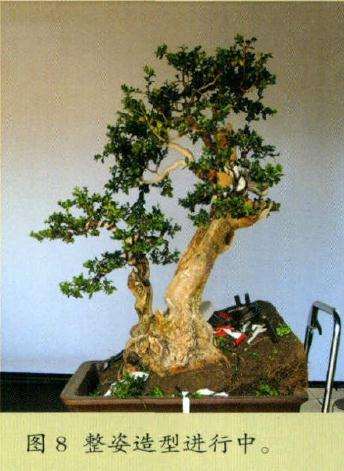 盆景整姿造型进行中