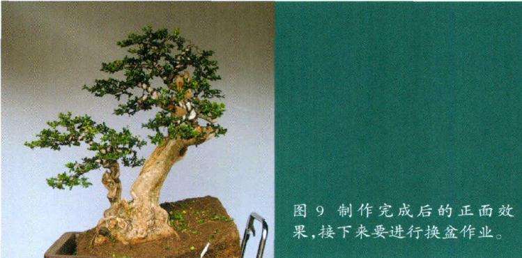 盆景制作完成后的正面效