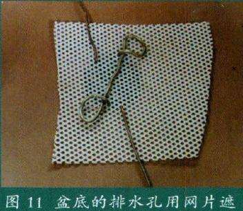 盆景盆底的排水孔