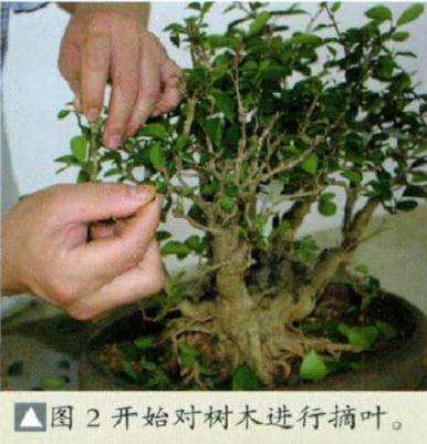 开始对盆景进行摘叶