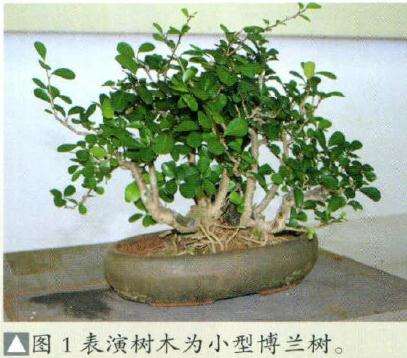 表演盆景为小型博兰树