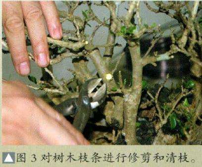 对树木盆景枝条进行修剪和清枝