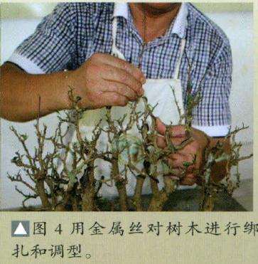 金属丝对盆景进行绑扎和调型