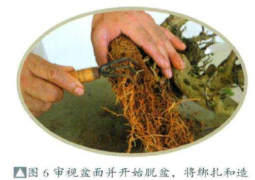 将盆景绑扎和造型后