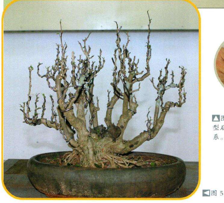 盆景绑扎造型后效果