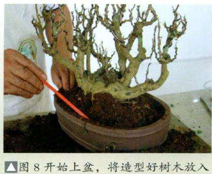 细心进行盆景培土并压实