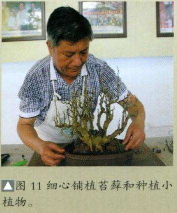 盆景铺植苔藓和种植小植物