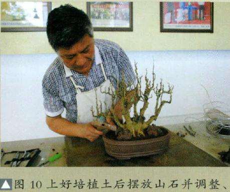 盆景上好培植土