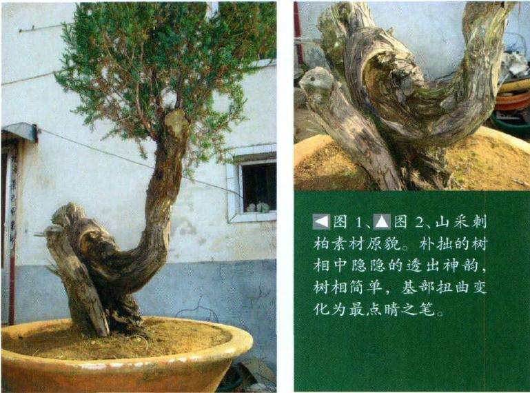 山采刺柏素材原貌