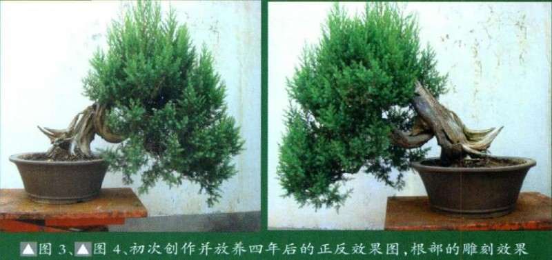 放养四年后的盆景正反效果图